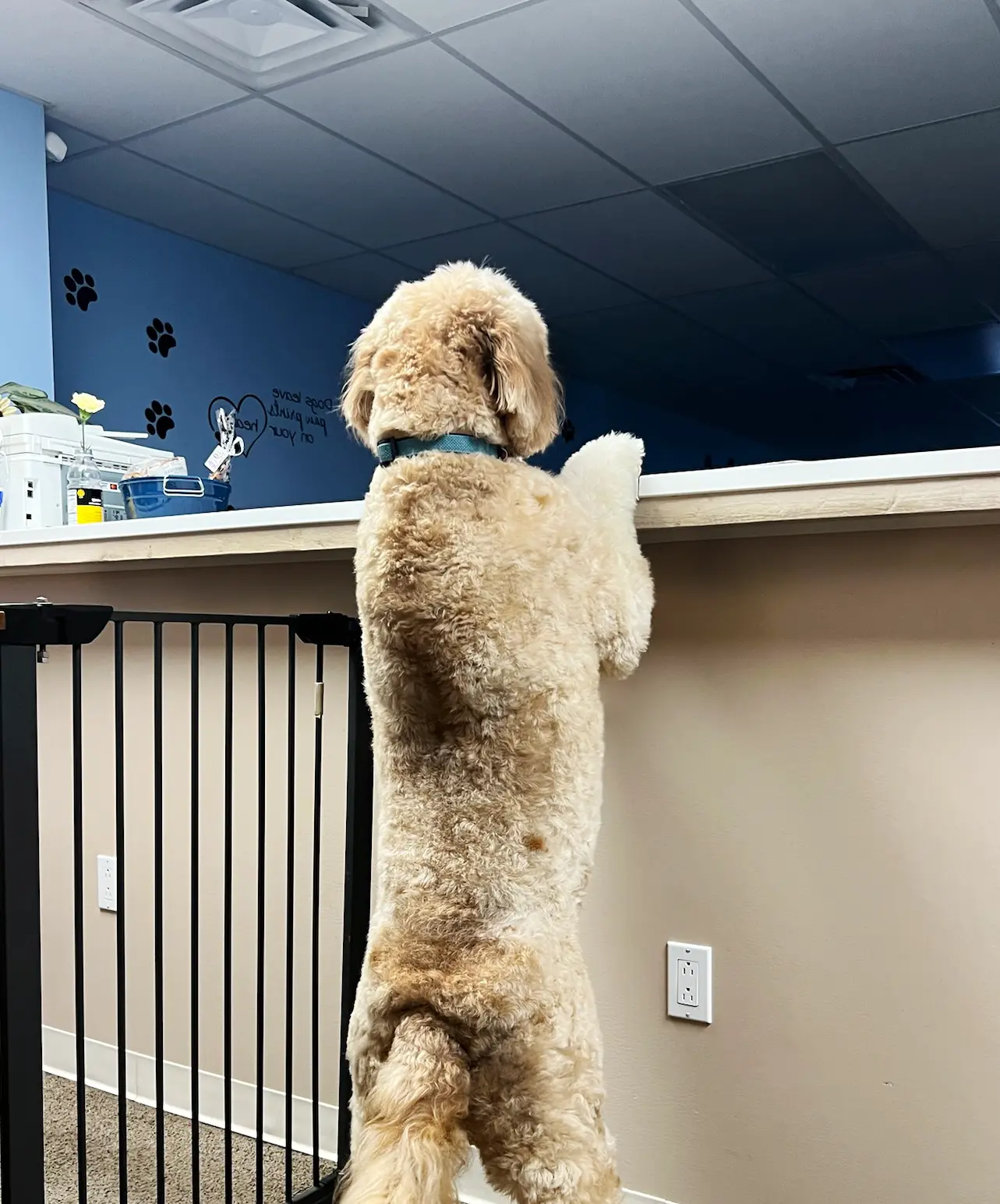 Owner with her family and dogs