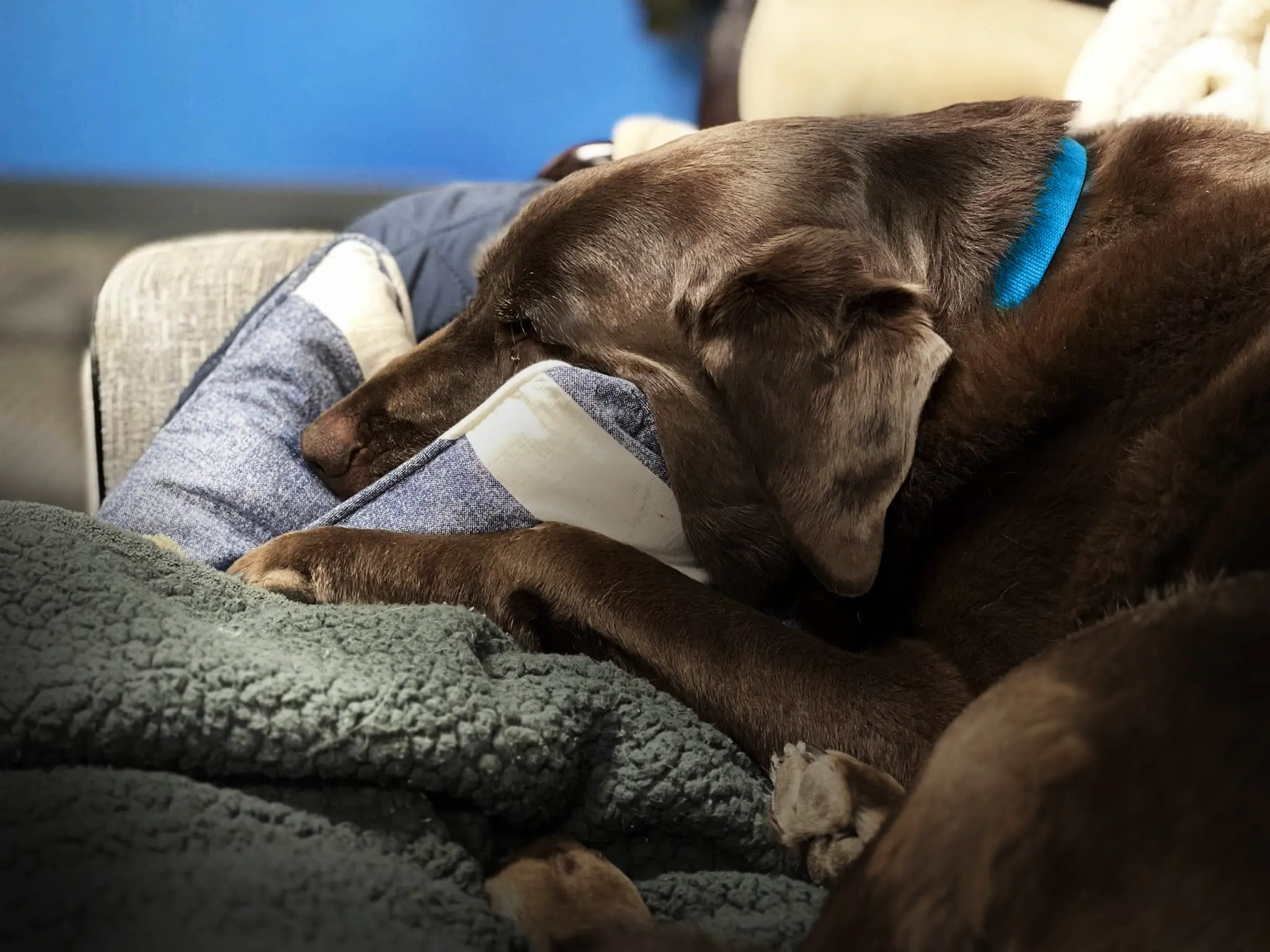 Happy dog relaxing in luxury boarding suite