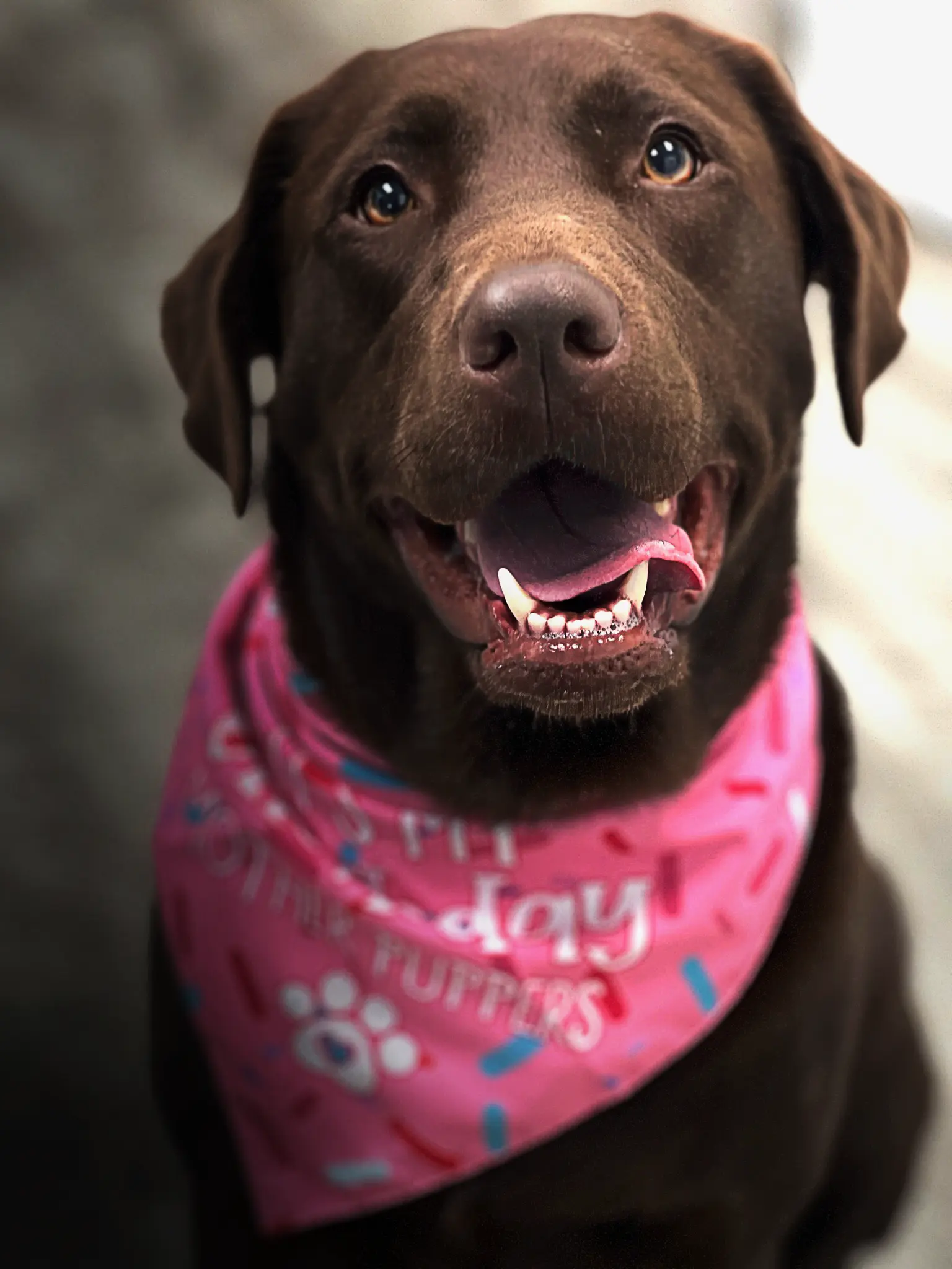 Dogs playing in luxury boarding facility outdoor area