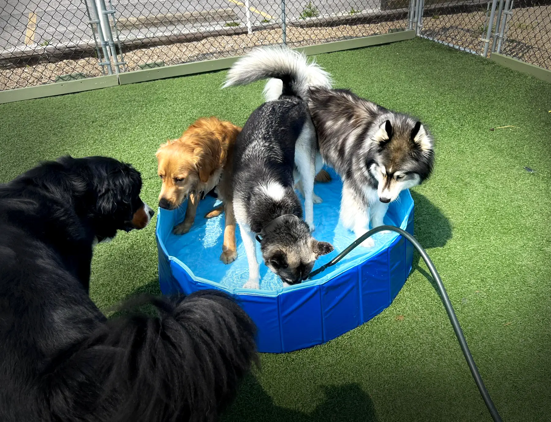 Dogs playing at The Dawg House Daycare
