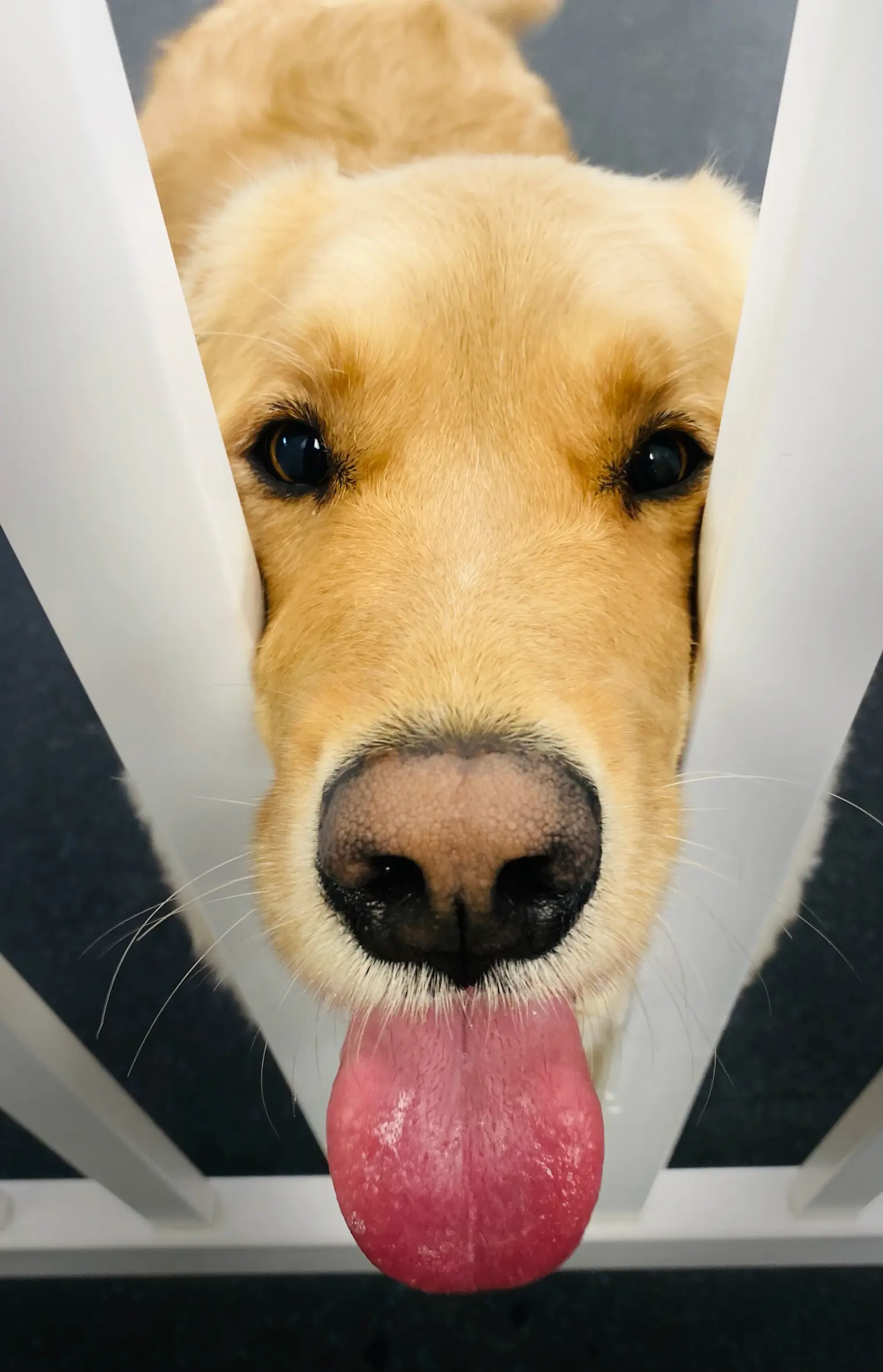 Dogs enjoying daycare activities