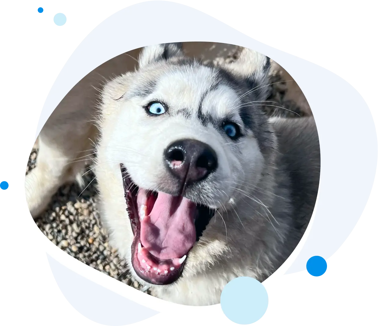 Happy husky at The Dawg House