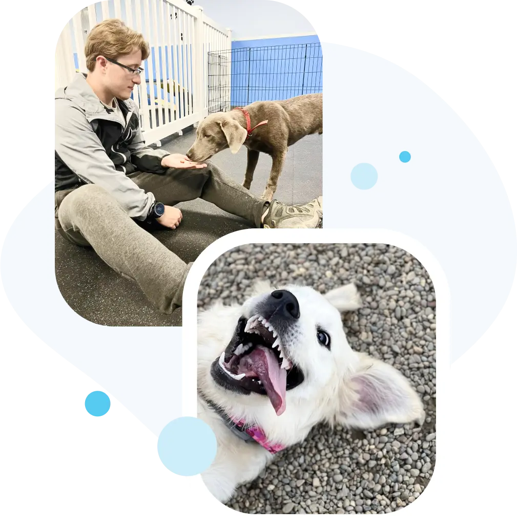 Welcome to our dog family